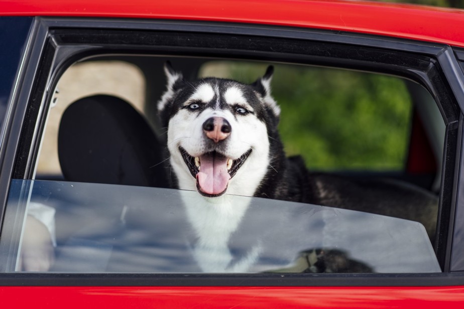 Levar cachorro solto no carro dá multa? Saiba como transportar seu pet com  segurança