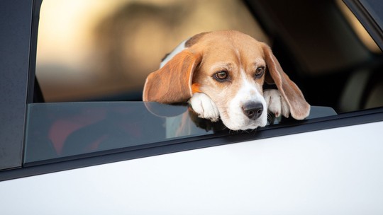 Quais as regras para transportar pet no carro? Veja o que diz a lei