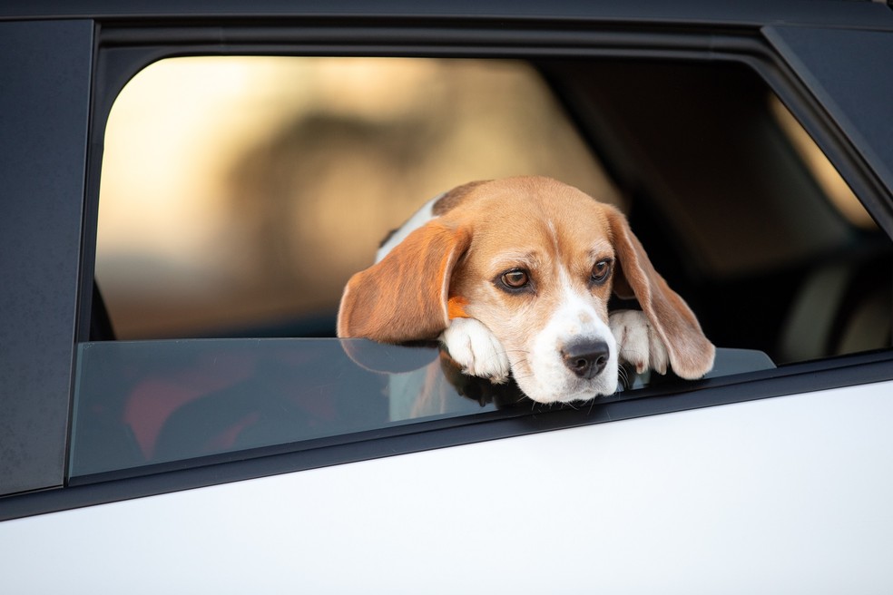 Abandonar animais com veículo pode fazer você ficar sem CNH — Foto: Getty