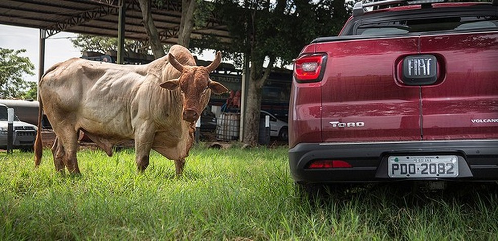 Fiat Toro encontra touro Agressivo (Foto: Fabio Aro/Auto News Brasil) — Foto: Auto Esporte