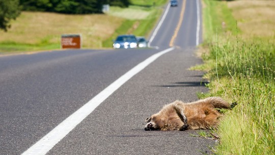 Quase mil animais morrem atropelados por minuto em rodovias no Brasil