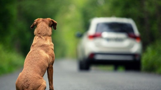Usar veículo para abandonar animais poderá fazer você perder CNH