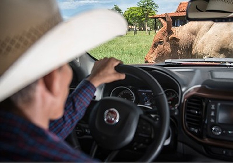 Fiat Toro encontra touro Agressivo (Foto: Fabio Aro/Auto News Brasil) — Foto: Auto Esporte