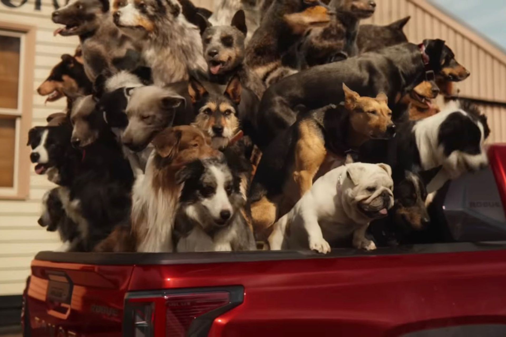 Toyota Hilux tem propaganda cancelada por cachorros ‘empilhados’ na caçamba