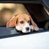 Pets não podem ser transportados com a cabeça para fora do carro - Getty Images