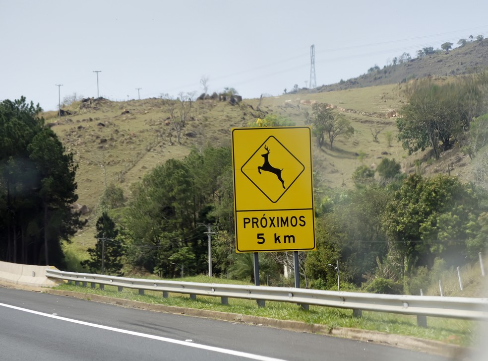 Placas de trânsito em rodovias alertam motoristas em trechos em que há risco de colisão com animais silvestres — Foto: Getty Images
