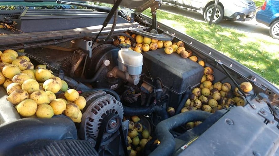 Esquilo enche compartimento do motor de uma Chevrolet Avalanche de nozes