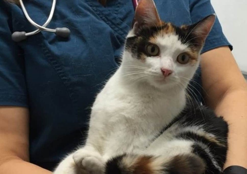 A gatinha passou apenas por um susto e está em boas mãos (Foto: Divulgação) — Foto: Auto Esporte
