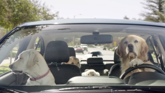 Vídeo: Subaru recria cenas cotidianas com cachorros ao volante 
