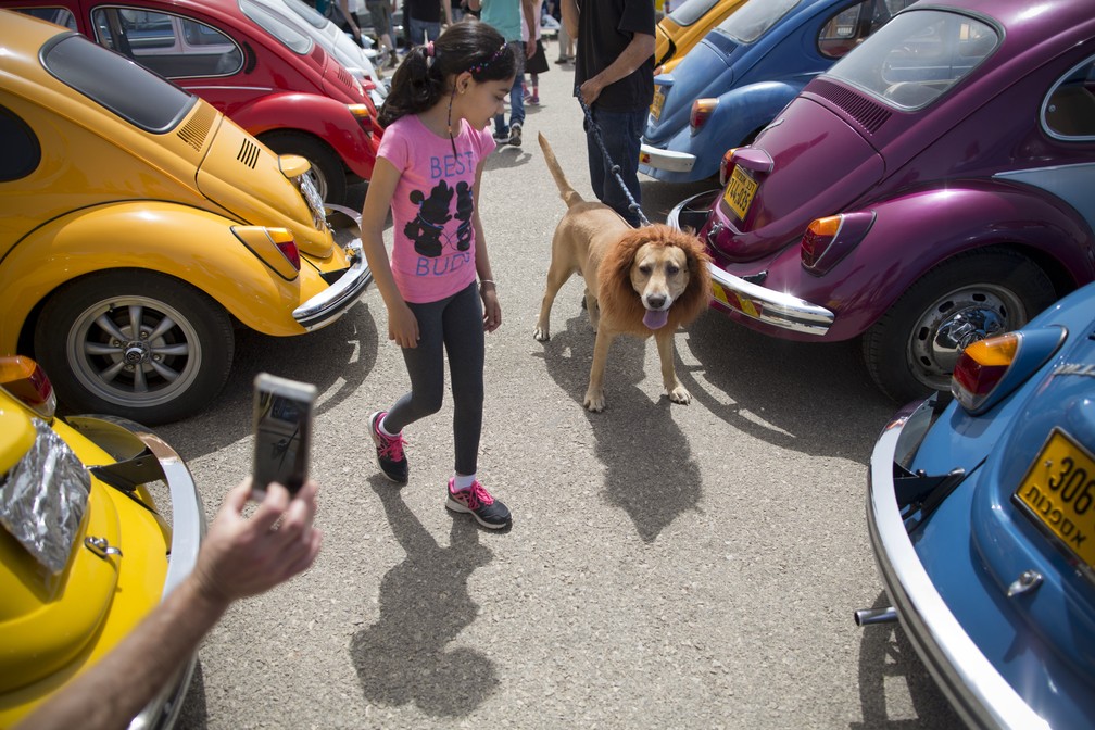 Até um cãozinho foi passea em meio aos Fuscas — Foto: AP Photo/Oded Balilty