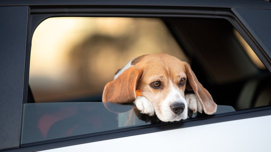 Carro elétrico é o preferido dos cachorros, revela estudo
