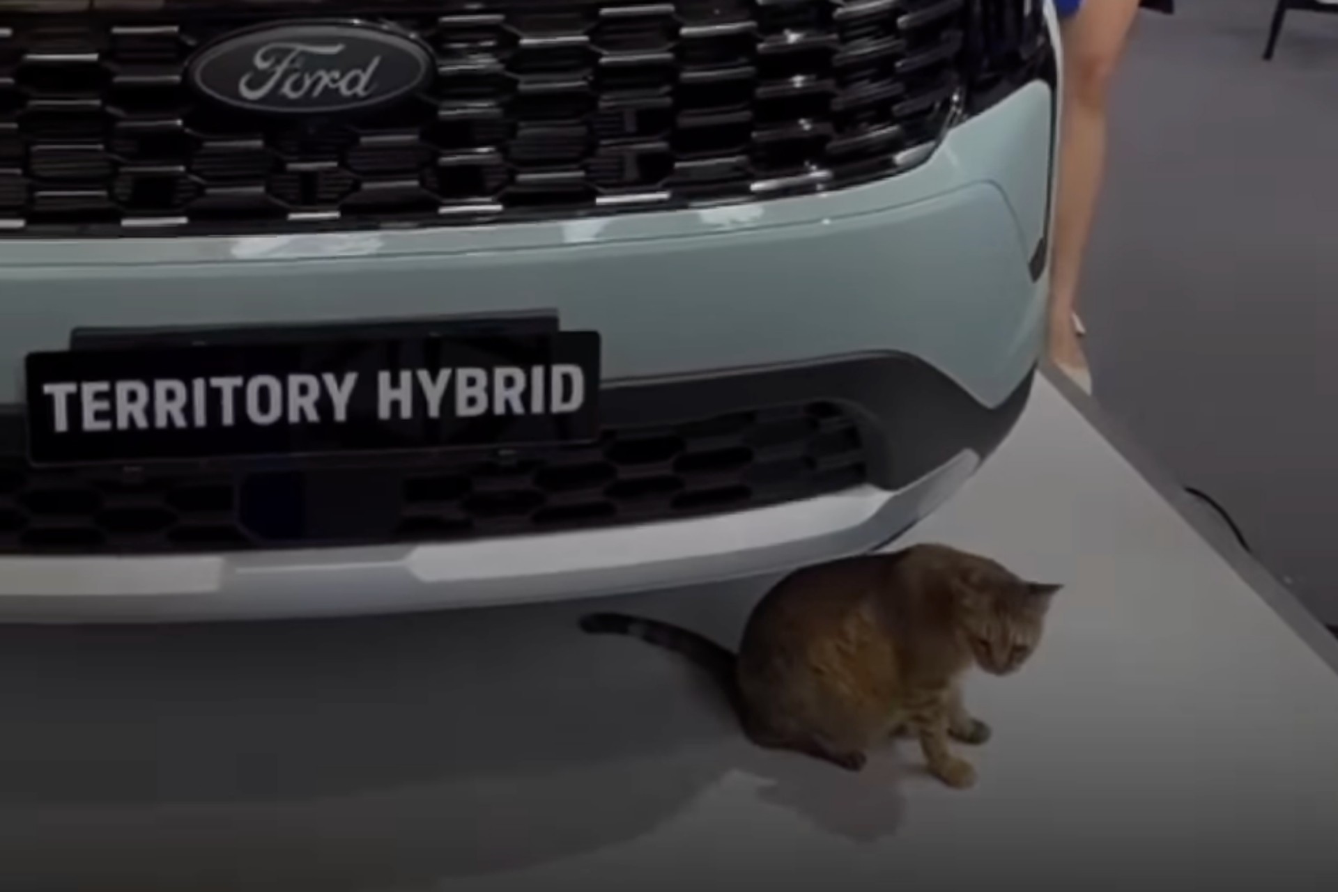 Gato rouba a cena em apresentação de novo SUV híbrido da Ford