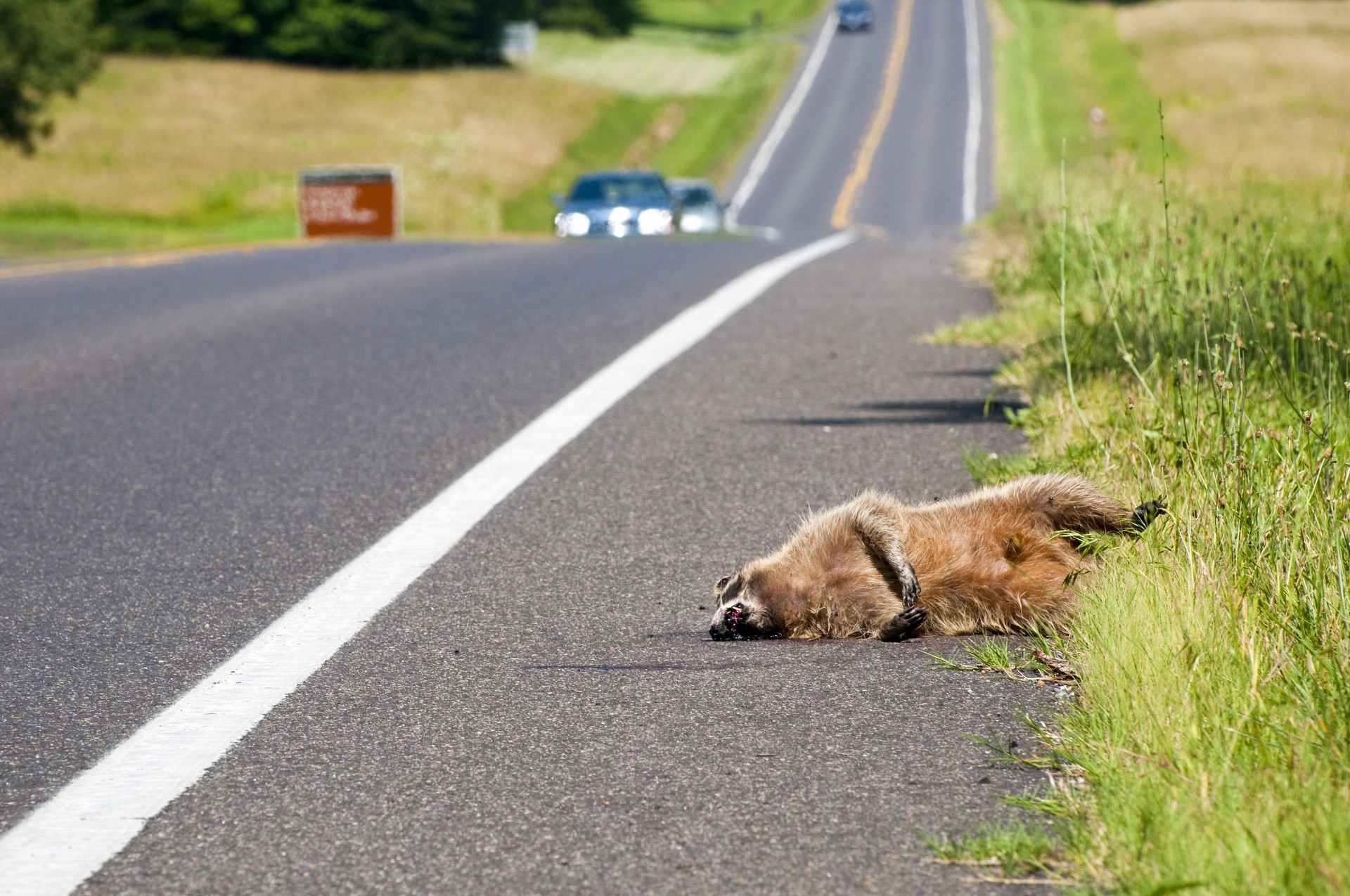 Quase mil animais morrem atropelados por minuto em rodovias no Brasil