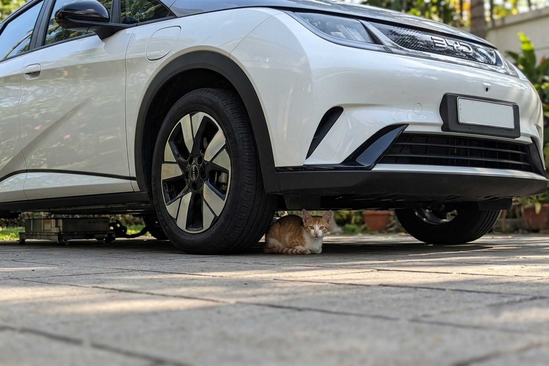 BYD cria sistema que detecta animais embaixo do carro e evita acidentes