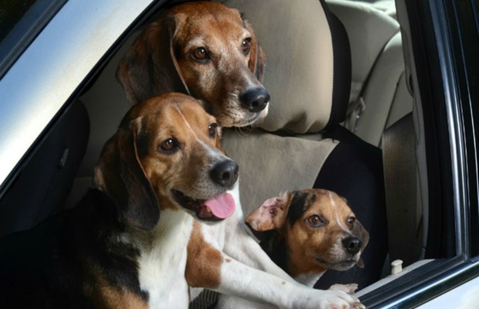 A proteção das janelas é feita para impedir acidentes com qualquer tipo de passageiro (incluindo os de quatro patas) — Foto: Auto Esporte