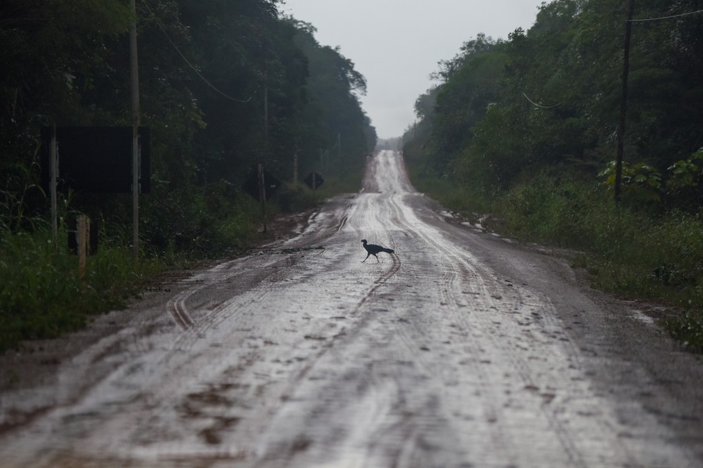 BR-319, a Rodovia Fantasma, liga Manaus a Porto Velho — Foto: Murilo Góes/Autoesporte