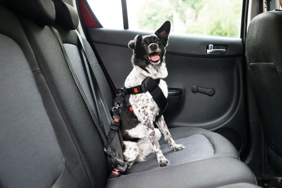 Existe peitoral específico para o transporte de pets no carro — Foto: Divulgação