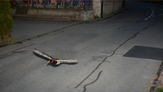 Pato é 'multado' por voar acima da velocidade máxima em rua da Suíça