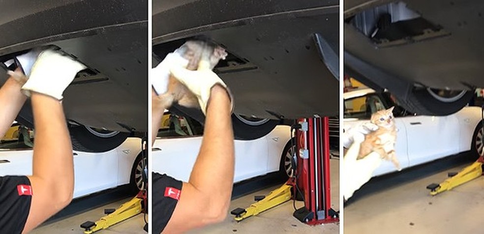 Gatinho é resgatado de para-choque do Tesla Model X (Foto: Tesla) — Foto: Auto Esporte