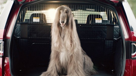 Land Rover lança pacotes de opcionais para animais de estimação no Reino Unido