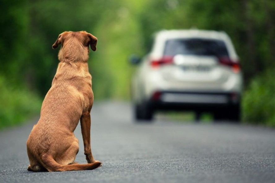 Animal abandonado em via