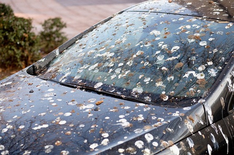 Fezes de pássaros podem estragar a pintura do carro?