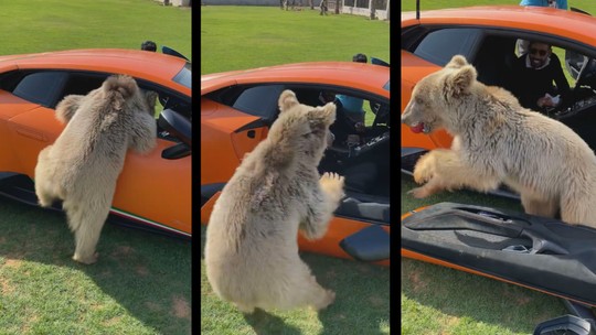 Vídeo: Urso de estimação arranca porta de Lamborghini Huracán de bilionário em Dubai