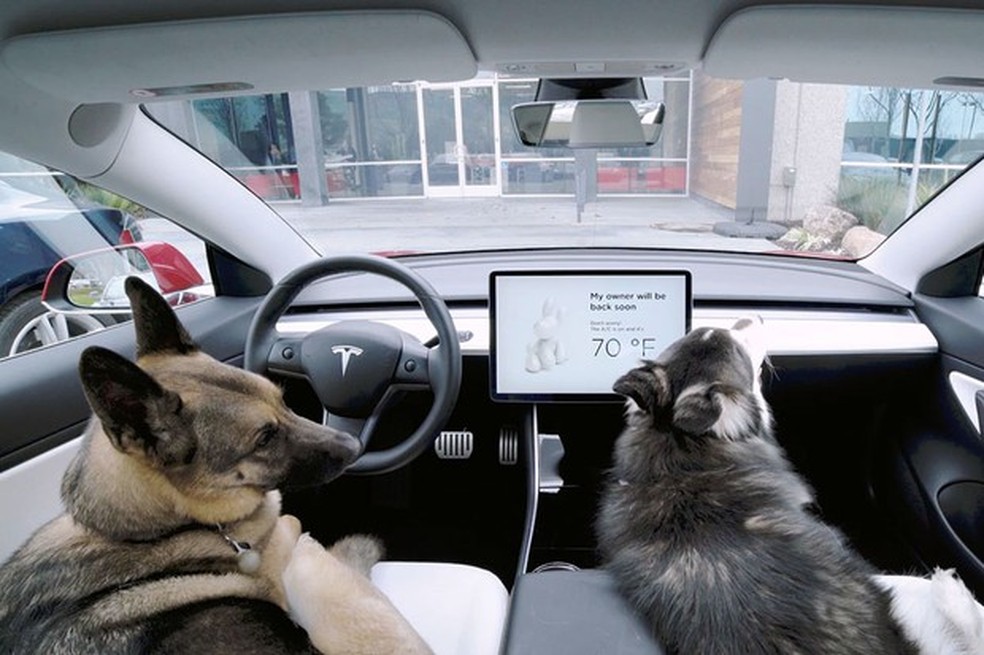 Conforto pros cãezinhos, tranquilidade para os donos (Foto: Divulgação) — Foto: Auto Esporte