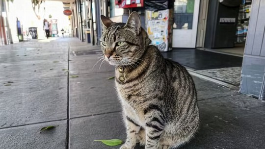 A gata que fez uma comunidade se virar contra os carros autônomos do Google