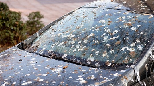 Fezes de pássaros podem estragar a pintura do carro?