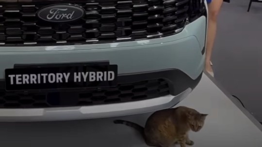 Gato rouba a cena em apresentação de novo SUV híbrido da Ford