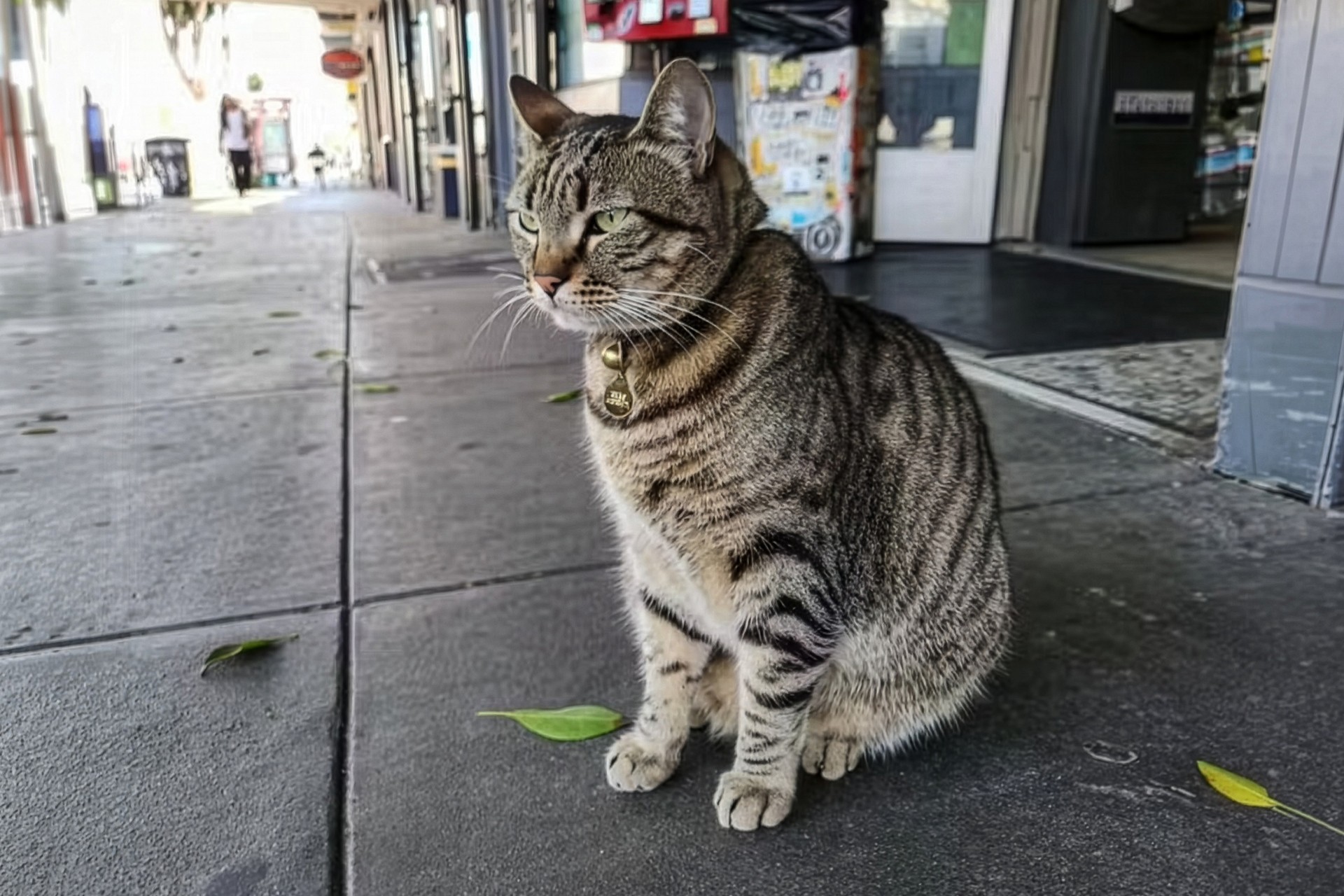 A gata que fez uma comunidade se virar contra os carros autônomos do Google