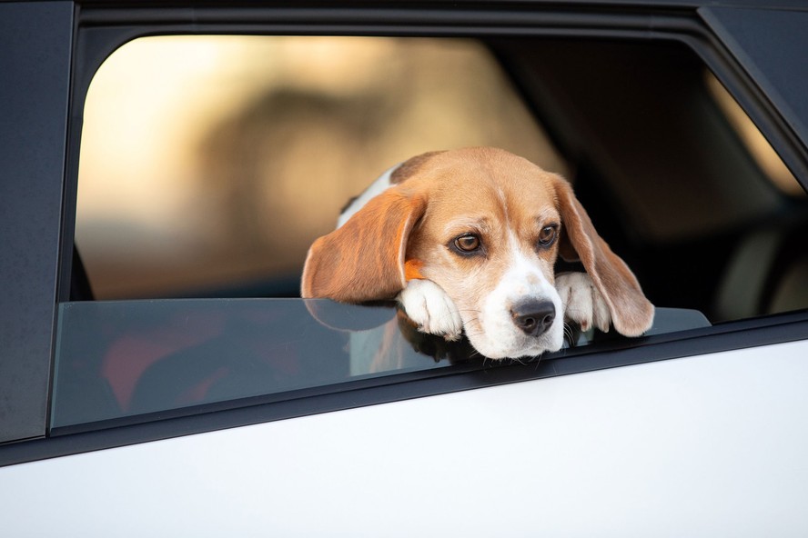Pets não podem ser transportados com a cabeça para fora do carro