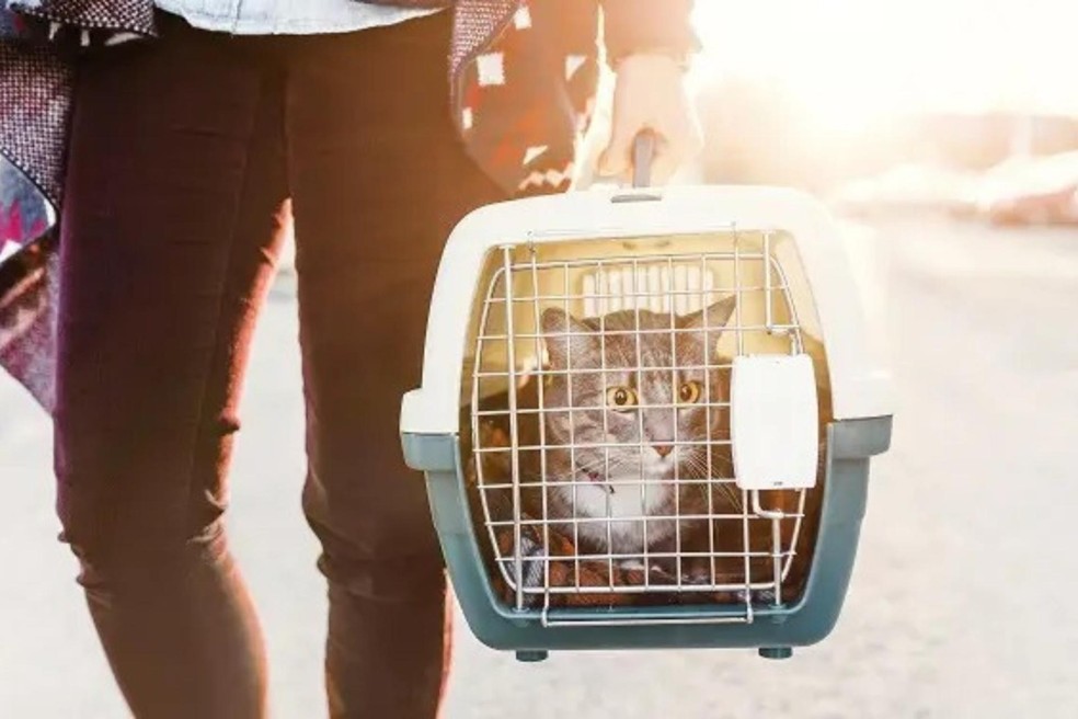 Caixa de transporte de animais pequenos — Foto: Foto: Getty Images