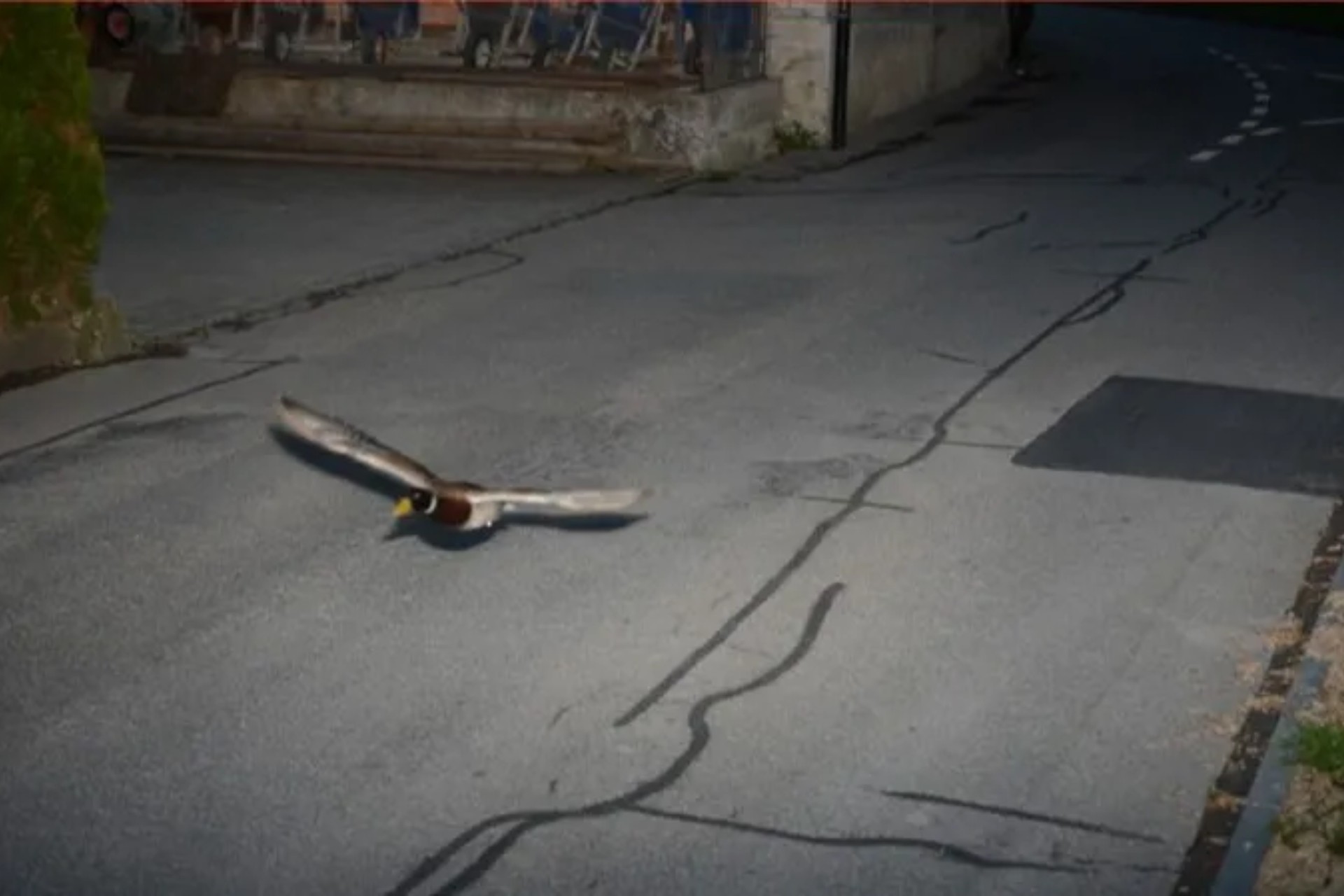 Pato é ‘multado’ por voar acima da velocidade máxima em rua da Suíça