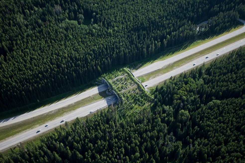 Brisbane, na Austrália, conta com uma pista para travessia de mamíferos (Foto: Auto News Brasil) — Foto: Auto Esporte
