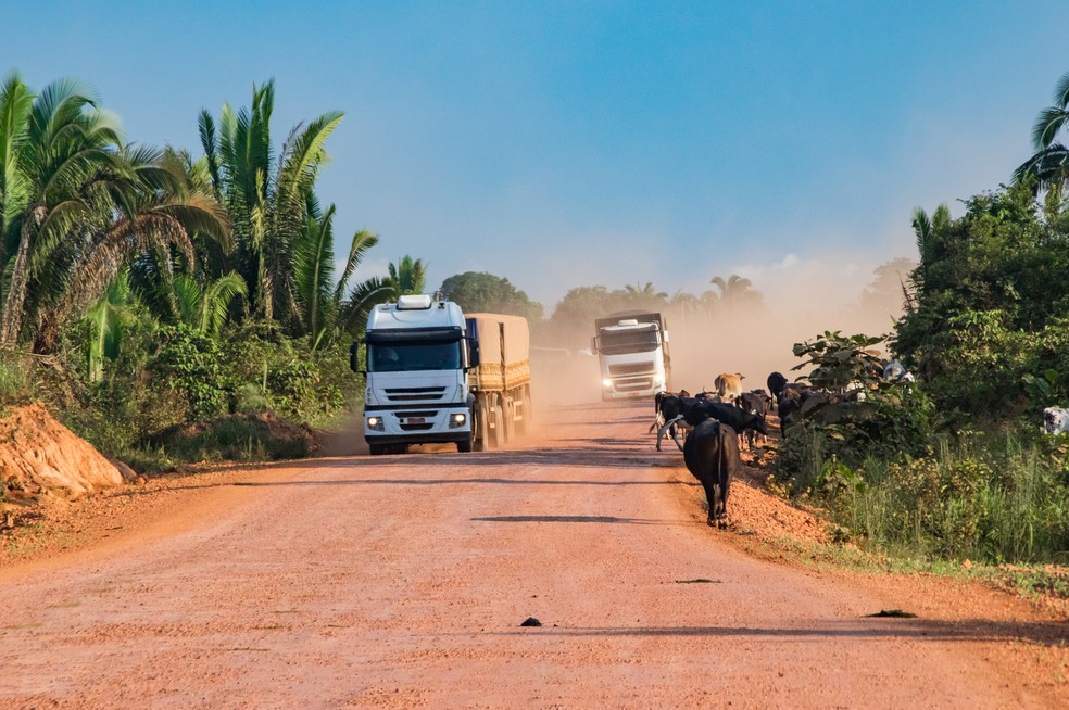 Bois em trecho de estrada de terra com tráfego de caminhões — Foto: Getty Images