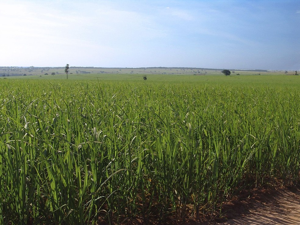Plantação de cana-de-açúcar, a principal matéria-prima do etanol — Foto: Wikimedia Commons